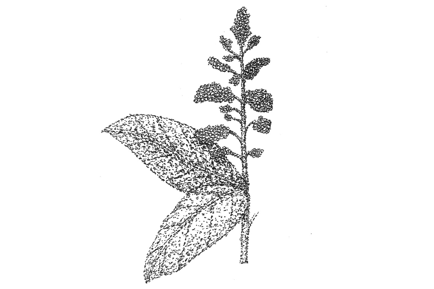 The Sticky Leaf - Honey Infusions