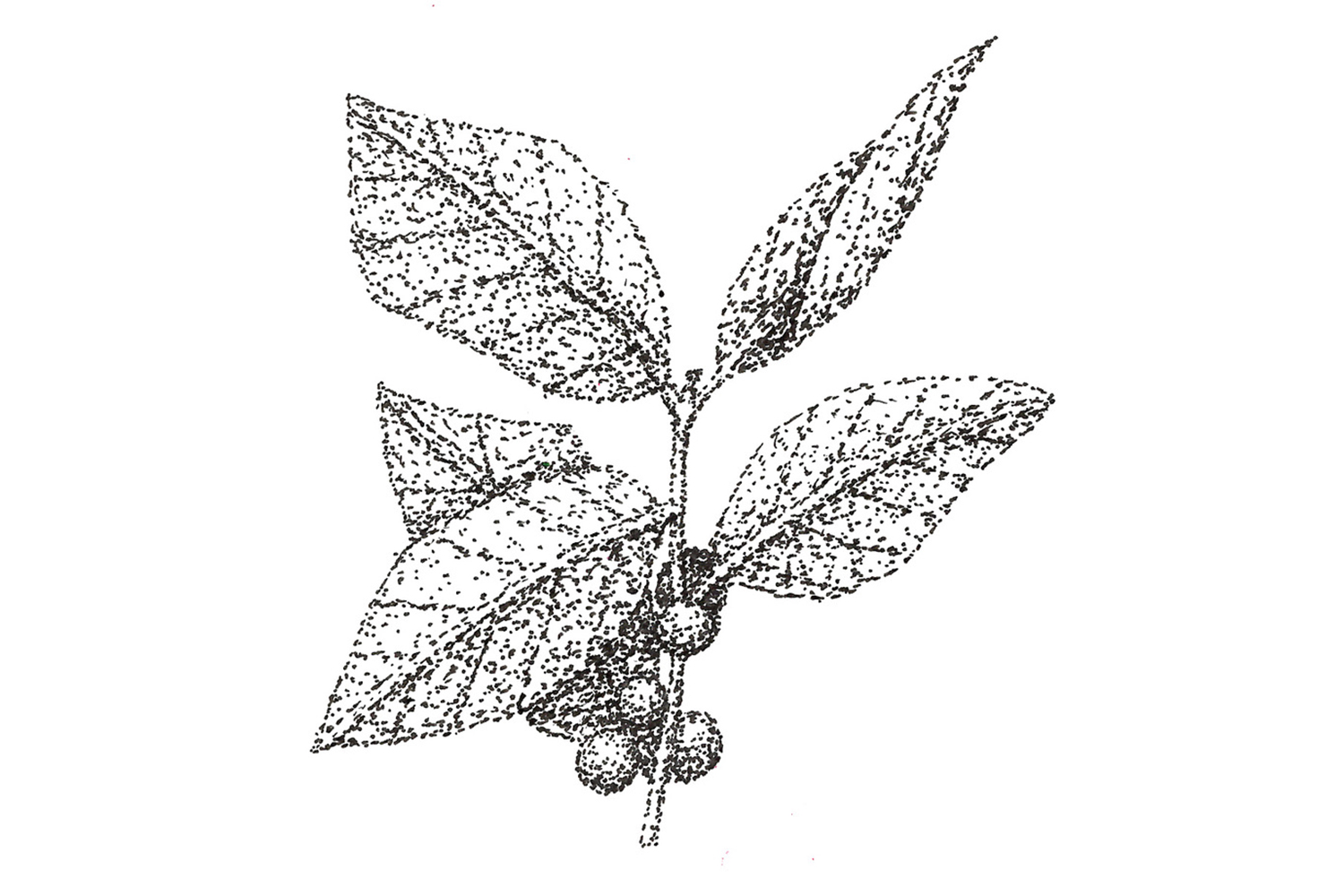 The Sticky Leaf - Honey Infusions