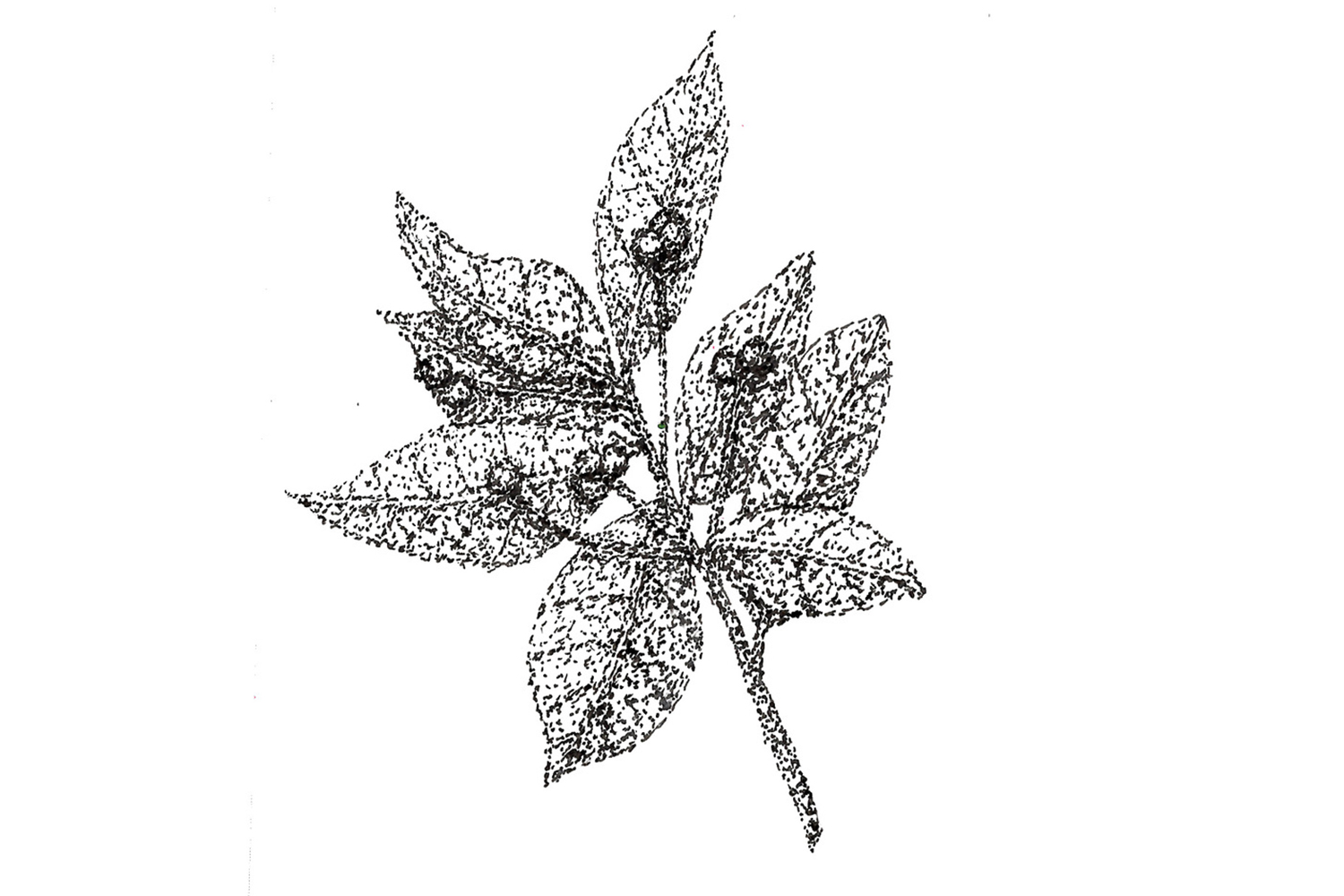 The Sticky Leaf - Honey Infusions